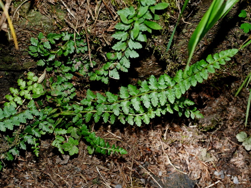 Image of Polystichum lachenense by (c) Jacy Chen, some rights reserved (CC BY)