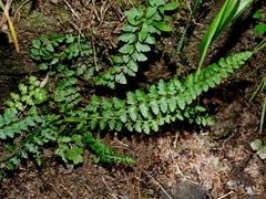 (c) Jacy Chen, some rights reserved (CC BY) Polystichum lachenense, photograph (c) Jacy Chen, some rights reserved (CC BY)