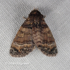 Chlumetia transversa