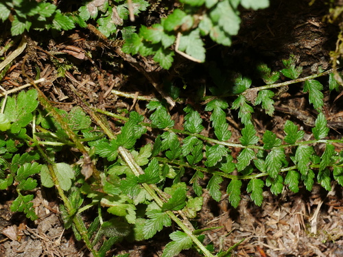 Image of Polystichum lachenense by (c) Jacy Chen, some rights reserved (CC BY)