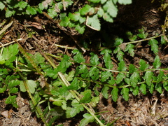 (c) Jacy Chen, some rights reserved (CC BY) Polystichum lachenense, photograph (c) Jacy Chen, some rights reserved (CC BY)