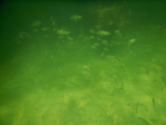 Lutjanus griseus