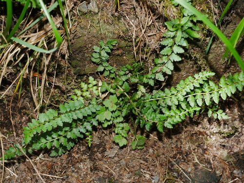 Aleutian shield fern (Polystichum lachenense)