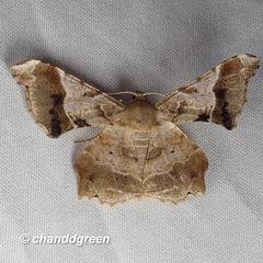 Krananda oliveomarginata