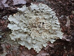 Flavoparmelia caperata