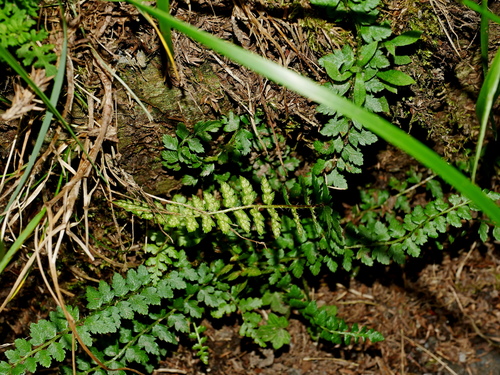 Image of Polystichum lachenense by (c) Jacy Chen, some rights reserved (CC BY)