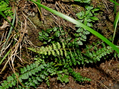 (c) Jacy Chen, some rights reserved (CC BY) Polystichum lachenense, photograph (c) Jacy Chen, some rights reserved (CC BY)