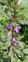 Hygrophila auriculata