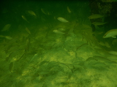 Lutjanus griseus