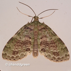 Sauris purpurotincta