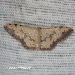 Idaea phaeocrossa