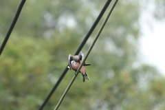 Streptopelia tranquebarica