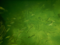 Lutjanus griseus