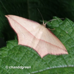 Timandra convectaria