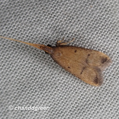 Lecithocera aulicousta