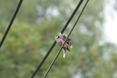 Streptopelia tranquebarica