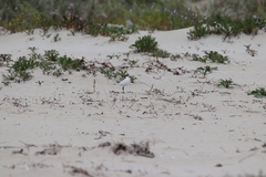 Charadrius ruficapillus