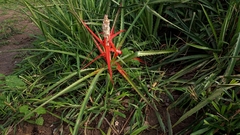 Bromelia balansae