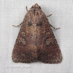 Condica illecta