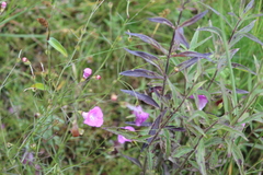 Agalinis peduncularis