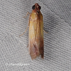 Piesmopoda semilutea