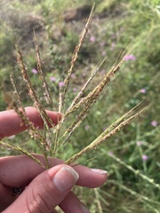 Bothriochloa ischaemum