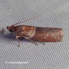 Ptyomaxia swinhoeella