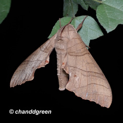 Marumba dyras