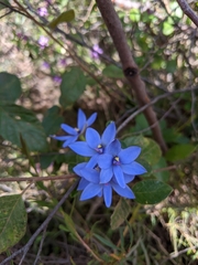 Thelymitra crinita