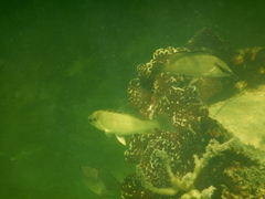 Lutjanus griseus