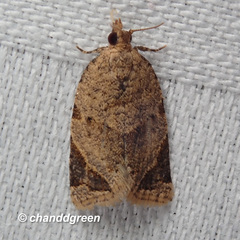 Neocalyptis affinisana