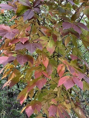 Parthenocissus quinquefolia