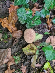 Scleroderma verrucosum