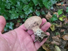 Scleroderma verrucosum