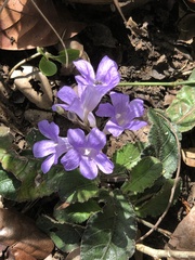 Ruellieae