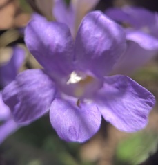 Ruellieae