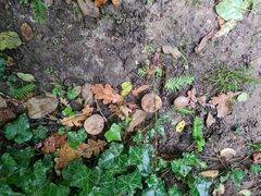 Scleroderma verrucosum