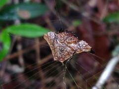 Gasteracanthinae