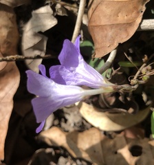 Ruellieae