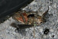 Lethocerus medius