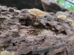 Arrhenia epichysium