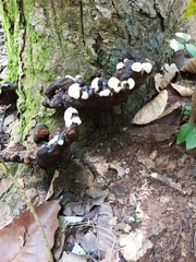 Ganoderma applanatum