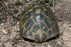 Testudo hermanni hermanni
