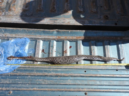 Mexican Lancehead Rattlesnake