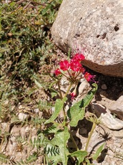 Nyctaginia capitata