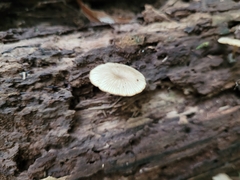 Arrhenia epichysium