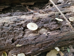 Arrhenia epichysium