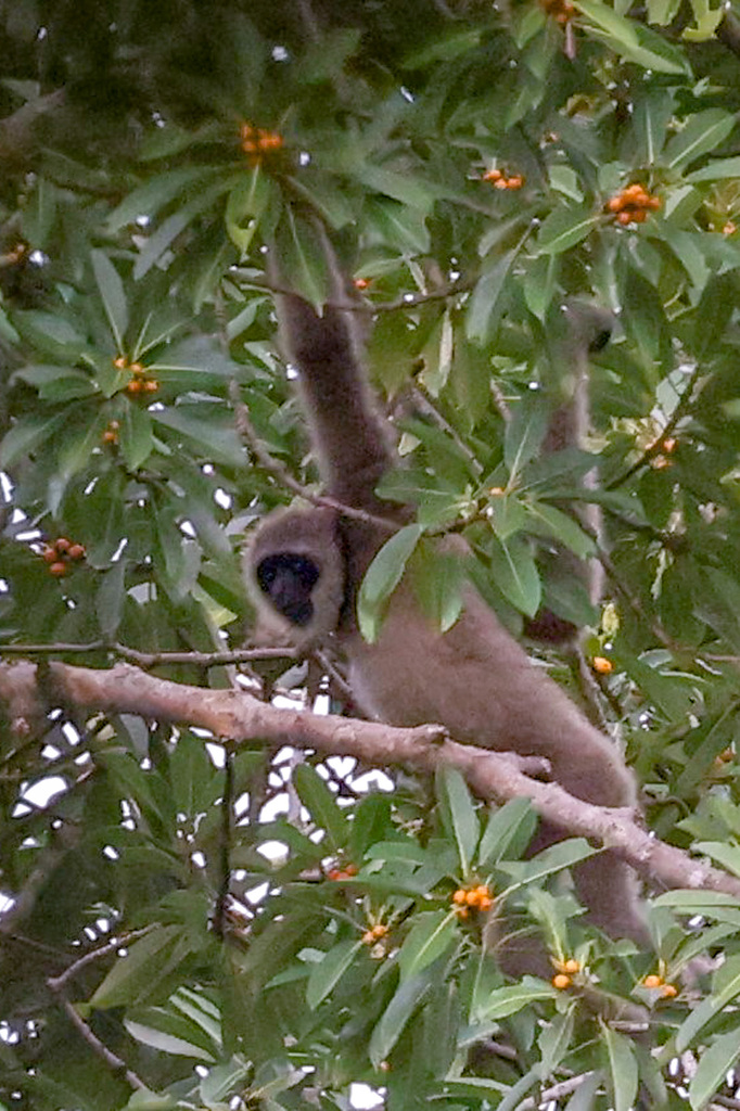 Abbott's Gray Gibbon