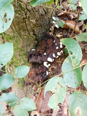 Ganoderma applanatum