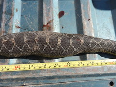 Crotalus polystictus